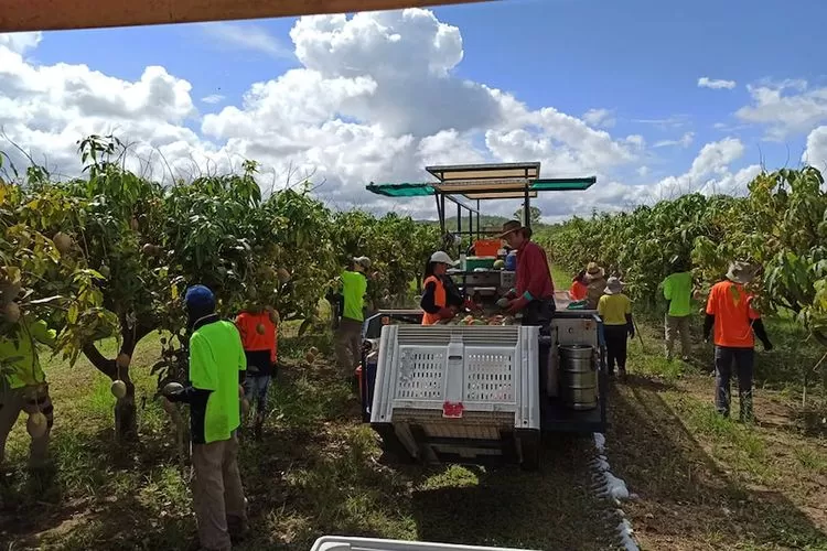 kerja-di-perkebunan-australia